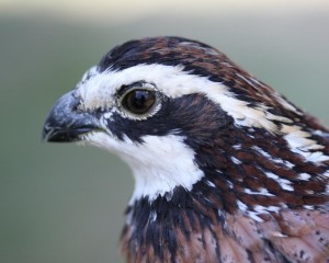 Would Releasing Pen-raised Quail Increase Population? – Quad Cities Daily