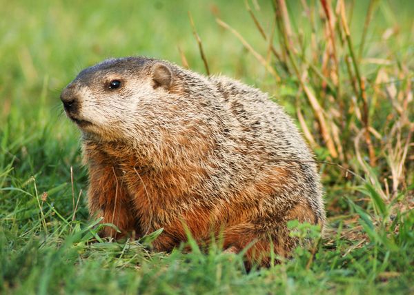 UPDATE- SIX MORE WEEKS OF WINTER..Groundhogs: 7 facts you didn’t know