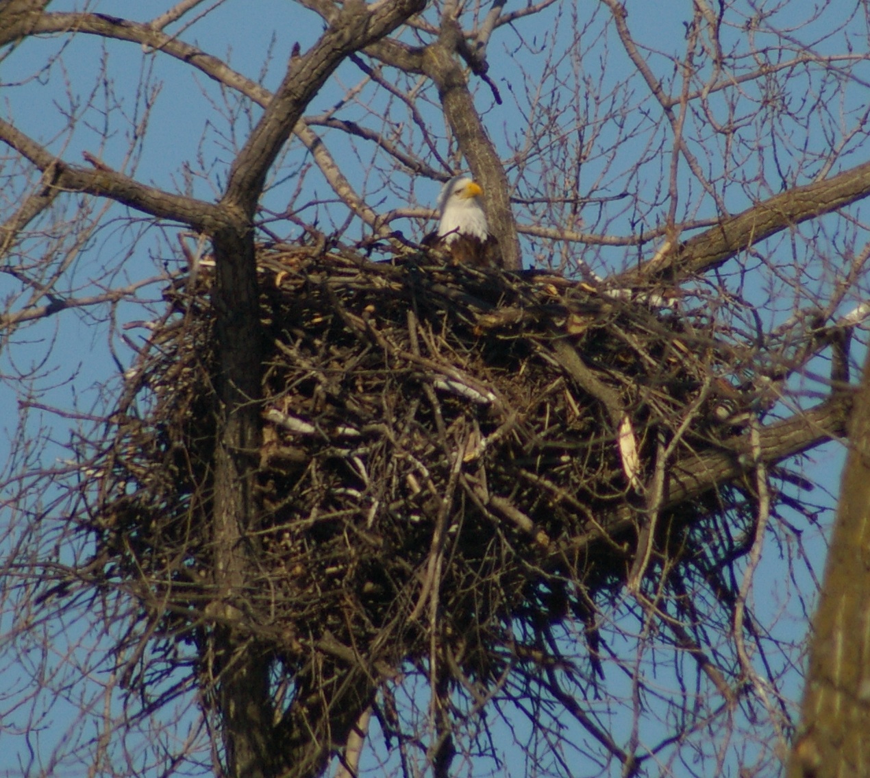 Bald Eagles Build the Largest Tree Nests of Any Bird The QuadCities