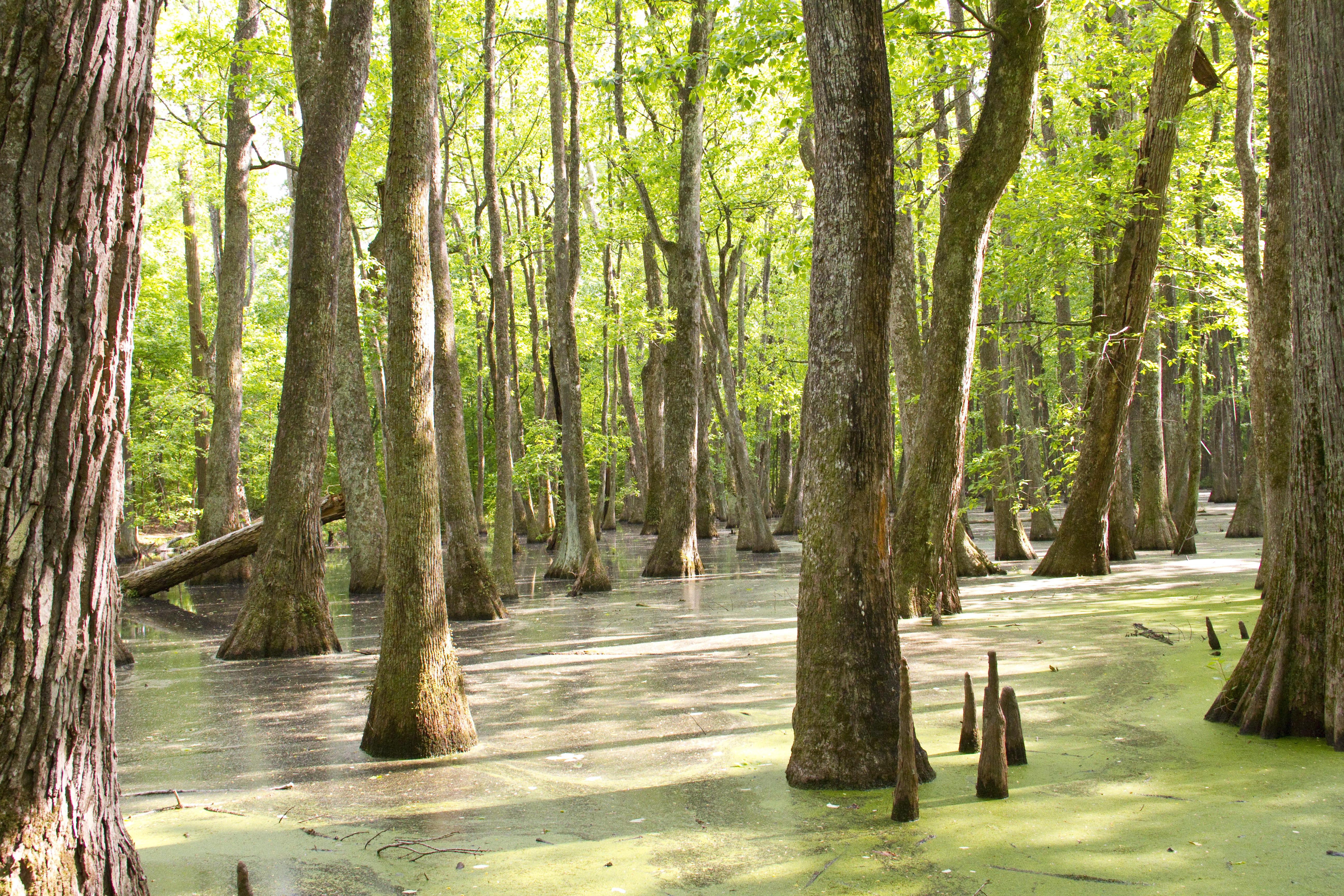 GreenTree Reservoirs Make Attractive Waterfowl Habitat The Quad