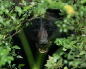 photo:  Courtesy of the U.S. Fish & Wildlife Service