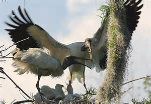 BREEDING WOOD STORKS