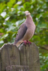 MORNING DOVE