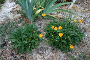 Nana coreopsis mulched IMG_5812