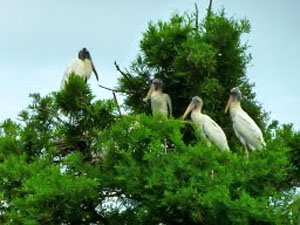 STORKS