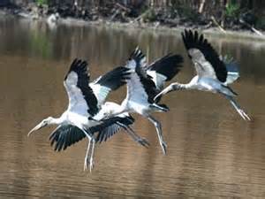 WOOD STORKS