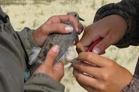 banding