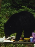 black-bear-picnic-150x200