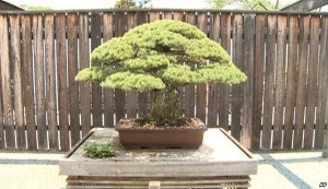 bonsai survives hiroshima