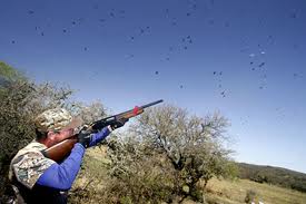 hunting dove