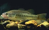 large mouth bass