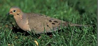 large_dove
