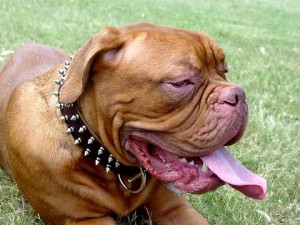 leather-dog-collar-dog-de-bordeaux