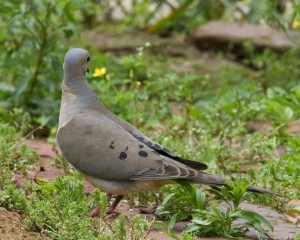 morning dove 2