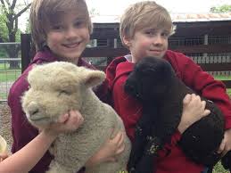 sheep