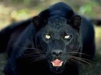 BLACK PANTHER