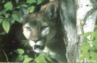 Mountain lion