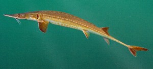 SturgeonAlabamaA4001