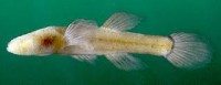 alabama cavefish