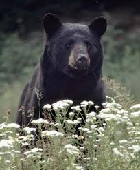 black bear
