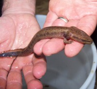 black warrior waterdog
