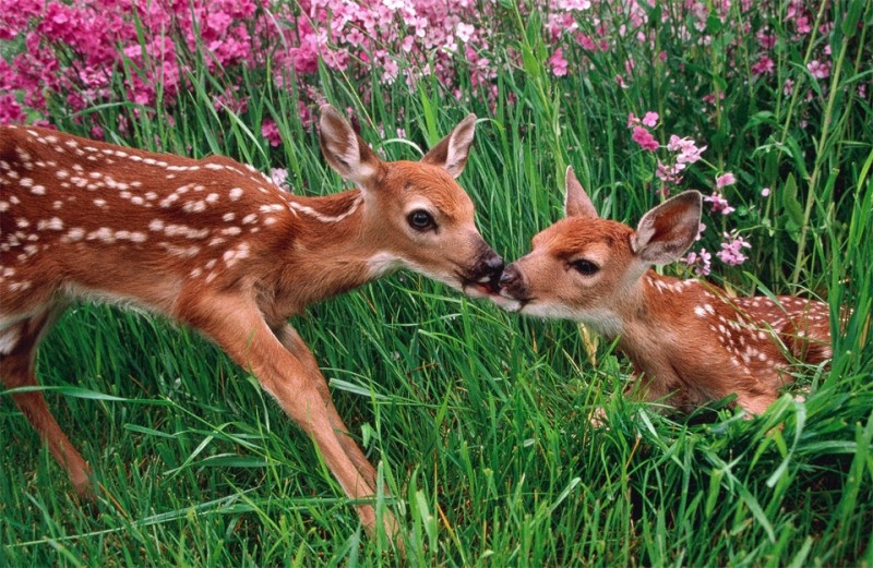 deer-and-fawn-in-spring-meadow