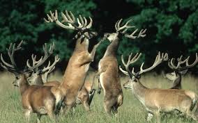 deer male