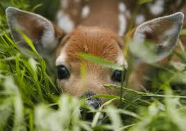 fawn face