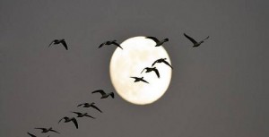 flying birds