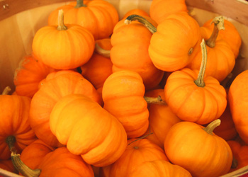 little punkins orange