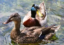 mallards