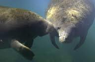 manatee