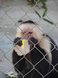 monkey