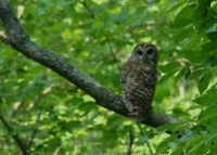 owl