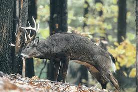 rut