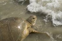 sea turtle