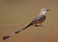 sissortail