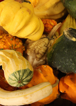 Copy of gourds