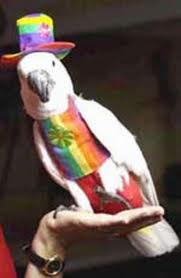 bird
