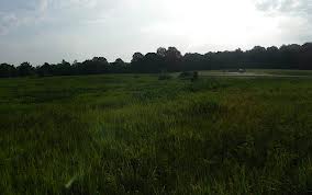 blackland