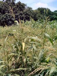 browntop millet