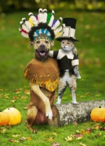 cat and dog