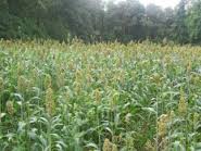 egyptian wheat