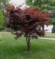 japan maple