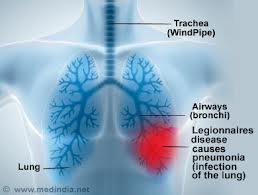 lungs