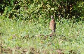 quail