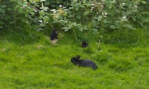 rabbit