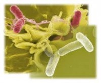 salmonella bacteria