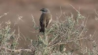 song bird
