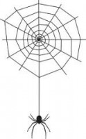 spider